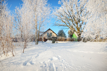 Birch trees in hoarfrost after a blizzard, close-up. Human tracks on the fresh snow. Modern country houses in the background. Clear winter day, warm sunlight. Latviaの写真素材