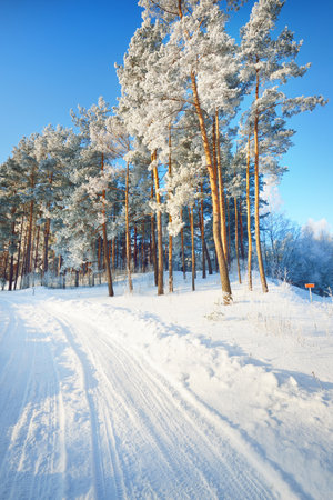 Snow-covered country road through the village. Tall pine trees in hoarfrost, warm sunlight. Clear winter day. Latviaの写真素材