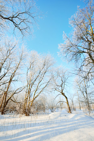 Low angle view of the pathway through the old city park after a blizzard, tall tree trunks close-up. Hoar frost on branches. Human tracks in the fresh snow. Clear blue sky. Warm sunlight. Latviaの写真素材