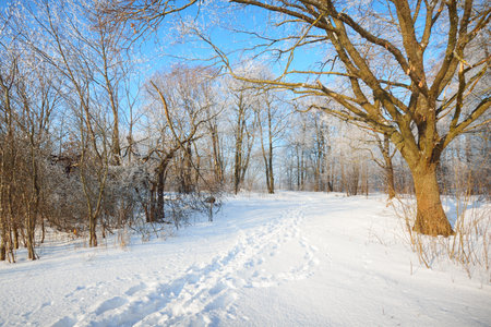 A pathway through the old city park after a blizzard, tall tree trunks close-up. Hoar frost on branches. Human tracks in the fresh snow. Shadows on the ground. Clear blue sky. Latvia. Winter sceneの写真素材