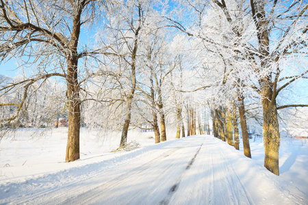 An empty snow-covered alley through the tall frosty trees on a clear day. Shadows on the ground. Bright blue sky, warm sunlight. Latviaの写真素材