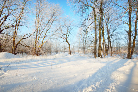 A pathway through the old city park after a blizzard, tall tree trunks close-up. Hoar frost on branches. Human tracks in the fresh snow. Shadows on the ground. Clear blue sky. Latvia. Winter sceneの写真素材