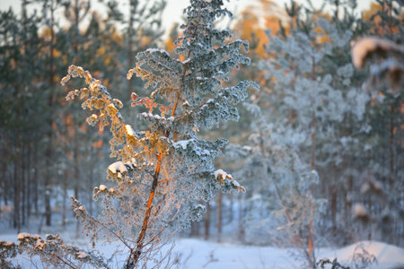 Snow-covered branch close-up. Juniper, spruce and pine trees at sunset. Coniferous forest after a blizzard. Sun rays glowing through the tree trunks. Winter wonderland. Finlandの写真素材