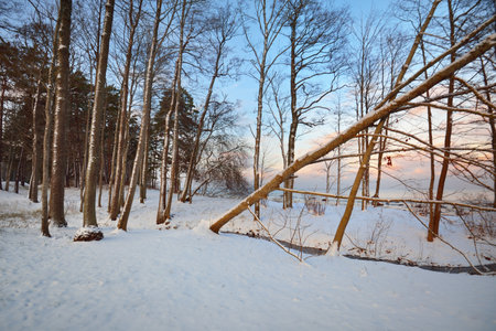 Forest near the snow-covered Baltic sea coast at sunset. Colorful clouds, warm evening light. Idyllic winter scene. Kaltene, Latviaの写真素材