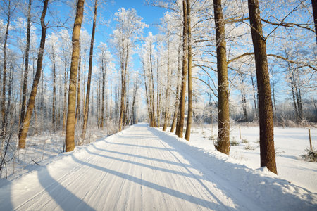 An empty snow-covered alley through the tall frosty trees on a clear day. Shadows on the ground. Bright blue sky, warm sunlight. Latviaの写真素材