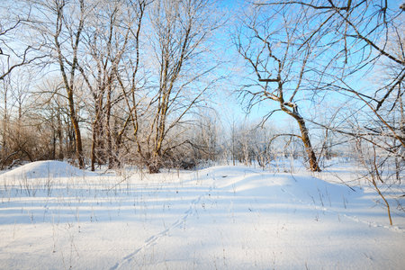 A pathway through the old city park after a blizzard, tall tree trunks close-up. Hoar frost on branches. Human tracks in the fresh snow. Shadows on the ground. Clear blue sky. Latvia. Winter sceneの写真素材