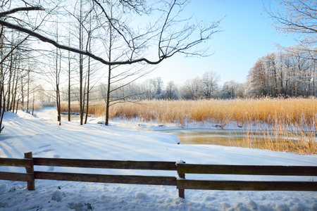 Wooden fence near the small frozen river and tall birch trees in hoarfrost after a blizzard, close-up. Human tracks on the fresh snow. Clear winter day, warm sunlight. Latviaの写真素材