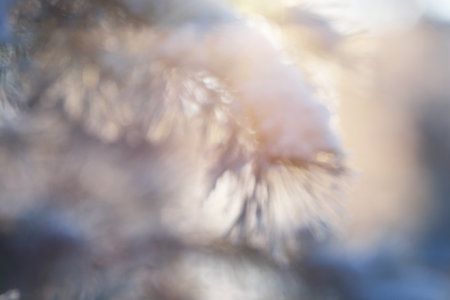 Abstract nature pattern. Hoar frost on the young green fir tree branch, needles close-up. Coniferous forest at sunset. Pure evening golden light. Lapland, Finlandの写真素材