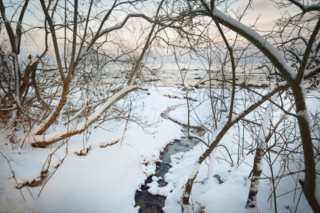 Forest near the snow-covered Baltic sea coast at sunset. Colorful clouds, warm evening light. Idyllic winter scene. Kaltene, Latviaの写真素材