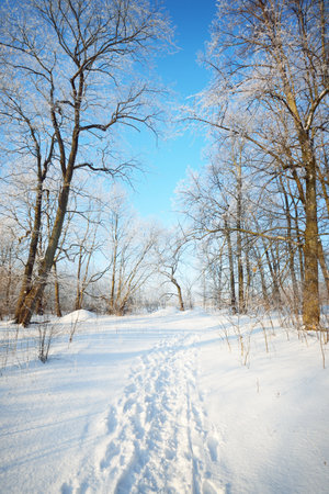 Low angle view of the pathway through the old city park after a blizzard, tall tree trunks close-up. Hoar frost on branches. Human tracks in the fresh snow. Clear blue sky. Warm sunlight. Latviaの写真素材