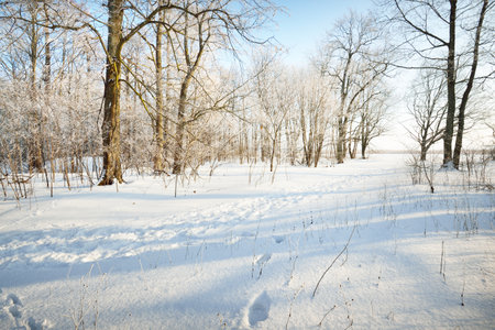A pathway through the old city park after a blizzard, tall tree trunks close-up. Hoar frost on branches. Human tracks in the fresh snow. Shadows on the ground. Clear blue sky. Latvia. Winter sceneの写真素材