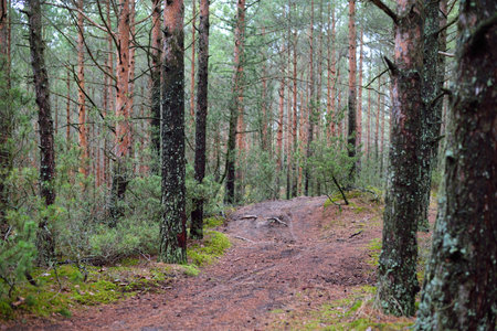 A footpath through the coniferous forest, old pine and spruce trees close-up, moss on the ground. Early spring. Finlandの写真素材