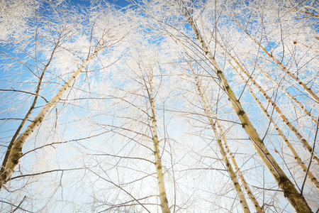 Low angle view of the birch forest after a blizzard, tree trunks close-up. Hoar frost on branches. Clear blue sky. Warm sunlight. Latviaの写真素材
