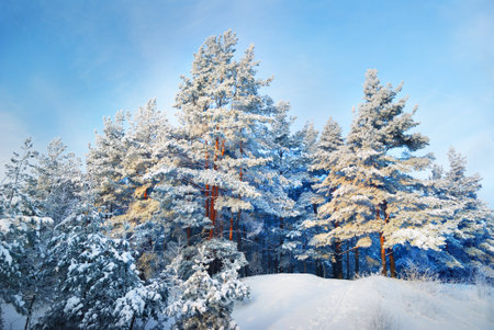 Snow-covered fir trees on the hill close-up. Bright blue sky with cirrus clouds. Idyllic rural scene. Winter wonderland. Lapland, Finlandの写真素材