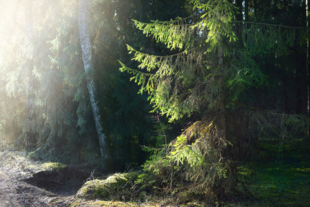 An old mossy spruce close-up. Sun rays through the tree trunks in a coniferous forest. Shadows on the ground. Dark landscape. Early spring. Finlandの写真素材
