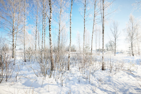 Birch trees on the snow-covered hill after a blizzard. Falling snowflakes, pure morning sunlight through the tree trunks. Clear blue sky. Winter wonderland. Idyllic winter scene. Finlandの写真素材