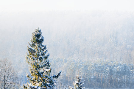 Aerial view of the river and snow-covered forest after a blizzard in a morning haze. Fir trees close-up. Clear blue sky. Winter wonderland. Gauja national park, Sigulda, Latviaの写真素材