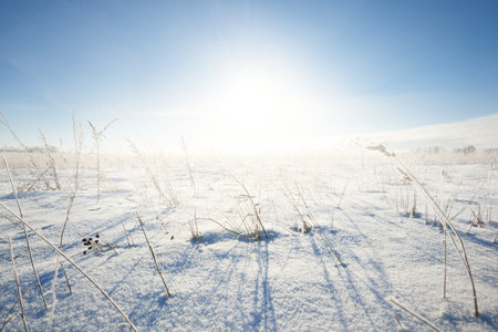 Panoramic view of the snow-covered field after a blizzard. Bushes close-up. Midday sun. Clear blue sky. Ice desert. Winter wonderland. Christmas vacations, global warming theme. Lapland, Finlandの写真素材
