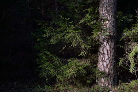 An old mossy spruce close-up. Sun rays through the tree trunks in a coniferous forest. Shadows on the ground. Dark landscape. Early spring. Finlandの写真素材