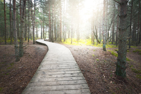 A wooden footpath through the old pine trees. Moss on the ground. Sun rays and morning fog through the tree trunks. Dark forest scene. Latviaの写真素材