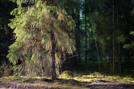 An old mossy spruce close-up. Sun rays through the tree trunks in a coniferous forest. Shadows on...
