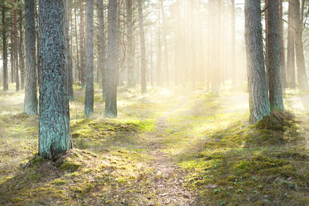 A pathway through the coniferous forest, old pine trees close-up, moss on the ground. Sun rays through the tree trunks. Early spring. Latviaの写真素材