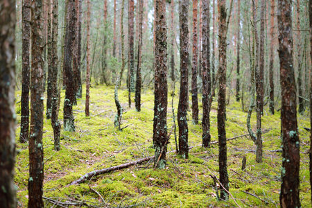 A footpath through the coniferous forest, old pine and spruce trees close-up, moss on the ground. Early spring. Finlandの写真素材