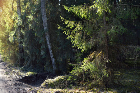 An old mossy spruce close-up. Sun rays through the tree trunks in a coniferous forest. Shadows on the ground. Early spring. Finlandの写真素材