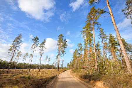 Single lane rural road through the meadow near the forest, tall pine trees close-up. Clear blue sky. Early spring in Finlandの写真素材