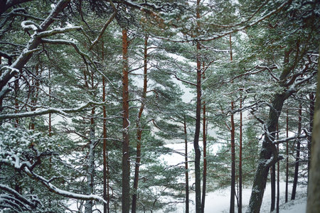 Snow-covered evergreen forest in a blizzard, pine tree trunks close-up. Winter landscape. Kolka, Latviaの写真素材
