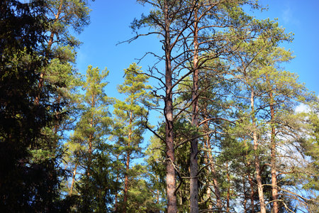 Tall pine trees against clear blue sky, low angle view. Early spring in Finlandの写真素材