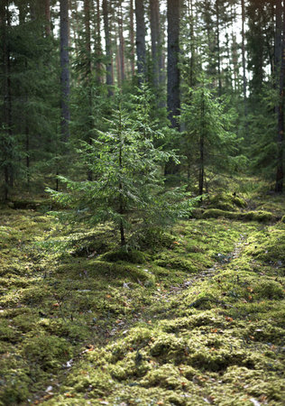 An old mossy spruce close-up. Sun rays through the tree trunks in a coniferous forest. Shadows on the ground. Early spring. Finlandの写真素材