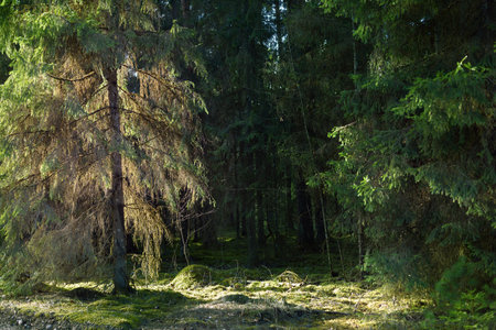 An old mossy spruce close-up. Sun rays through the tree trunks in a coniferous forest. Shadows on the ground. Dark landscape. Early spring. Finlandの写真素材
