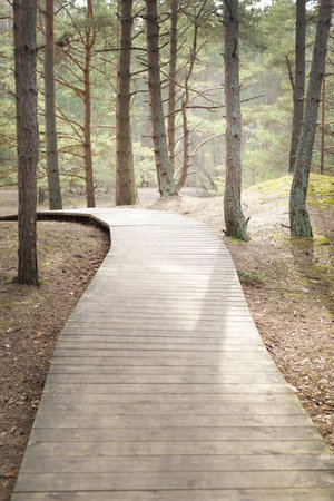 A wooden footpath through the old pine trees. Moss on the ground. Early spring in evergreen forest. Sun rays through the tree trunks. Idyllic landscape. Latviaの写真素材