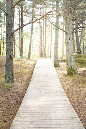 A wooden footpath through the old pine trees. Moss on the ground. Early spring in evergreen forest. Warm sunlight. Sun rays through the tree trunks. Latviaの写真素材