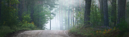 Pathway through the evergreen forest in a mysterious morning fog, natural tunnel of the fir, spruce, pine trees. Idyllic autumn scene. Nature, ecology ,. Dark atmospheric landscape. Panoramic viewの写真素材