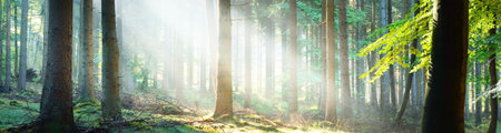 Panoramic view of majestic evergreen forest. Ancient pine tree silhouettes close-up. Sun rays, pure...