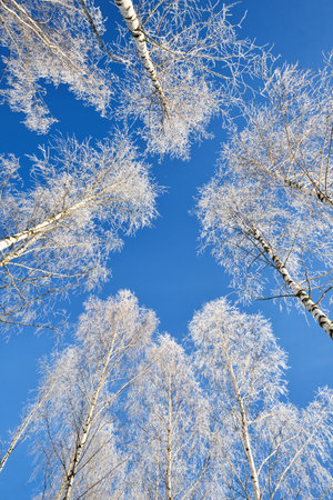 Low angle view of birch trees after a blizzard. Hoar frost on tree branches. Falling snowflakes. Clear blue sky. Winter wonderland. Idyllic winter scene. Finlandの写真素材
