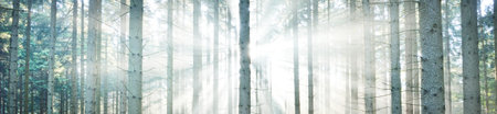 Panoramic view of majestic evergreen forest. Ancient pine tree silhouettes close-up. Sun rays, pure sunlight. Atmospheric dreamlike summer landscape. Nature, ecology, environment, fantasy, fairytaleの写真素材