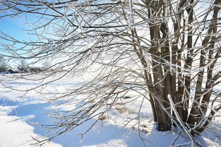 A tree after a blizzard. Hoar frost on the branches. Pure morning sunlight. Falling snowflakes. Clear blue sky. Winter wonderland. Idyllic winter scene. Finlandの写真素材