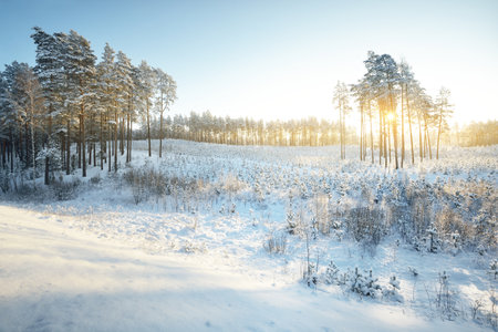 Tall pines on the hill and small young fir trees after a blizzard at sunrise, close-up. Winter wonderland. Deforestation in the northern coniferous forest. Environmental conservation in Finlandの写真素材