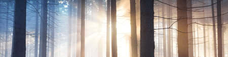 Panoramic view of the mysterious evergreen forest in a fog. Ancient pine tree silhouettes close-up. Dark atmospheric summer landscape. Sun rays. Nature, ecology, fantasy, fairytale, silence, darknessの写真素材