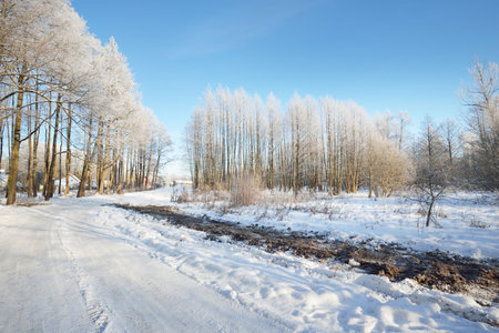 An empty asphalt road after cleaning. Car tracks in a fresh snow. Snow-covered birch forest in the background. Clear blue sky. Winter driving in Finland. Global warming themeの写真素材
