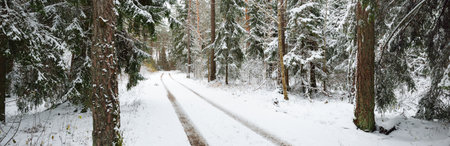 Pathway through snow-covered pine tree forest in a blizzard. Evergreen fir trees close-up. Atmospheric landscape. Idyllic rural scene. Winter wonderland. Pure nature, climate, seasons. Panoramic viewの写真素材