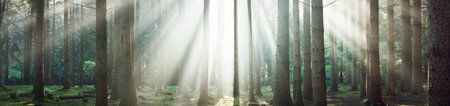Panoramic view of majestic evergreen forest. Ancient pine tree silhouettes close-up. Sun rays, pure sunlight. Atmospheric dreamlike summer landscape. Nature, ecology, environment, fantasy, fairytaleの写真素材