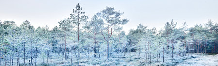 Swamp and young evergreen pine tree forest at sunrise. First snow, hoarfrost. Winter wonderland. Picturesque landscape. Panoramic image. Christmas, seasons, nature, environment, ecology, deforestationの写真素材