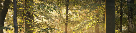 Panoramic view of the majestic green deciduous and pine forest in a morning fog. Tree silhouettes. Sun rays, pure sunlight. Atmospheric dreamlike summer landscape. Nature, ecology, fantasy, fairytaleの写真素材
