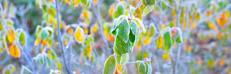 Frozen plants, young trees covered by rime. Colorful green, yellow, golden leaves close-up. Abstract natural botanical pattern, texture, background. Panoramic image, macro photography. Seasons, natureの写真素材