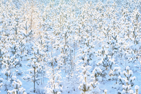 Small young fir trees after a blizzard, close-up. Deforestation in the northern pine tree forest. Winter natural pattern. Environmental conservation in Finlandの写真素材