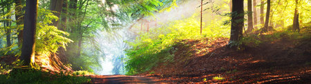 Pathway in a majestic green deciduous forest in a morning fog. Ancient tree silhouettes close-up. Atmospheric dreamlike summer landscape. Sun rays, soft light. Pure nature, ecology, fantasy, fairytaleの写真素材